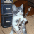musicbox